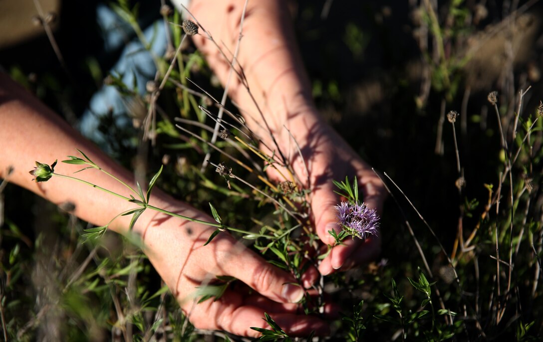 JoEllen Kassebaum, a botanist with the installations environmental office works with a bloom in the office’s garden aboard Marine Corps Air Station Miramar, Calif., Jan. 29. The garden located around the installation’s environmental office where botanists tend plants in differing micro climates. This allows them to see how plants interact with each other and certain conditions in certain settings while giving Marines, families and guests a chance to see and learn about these precious plants.