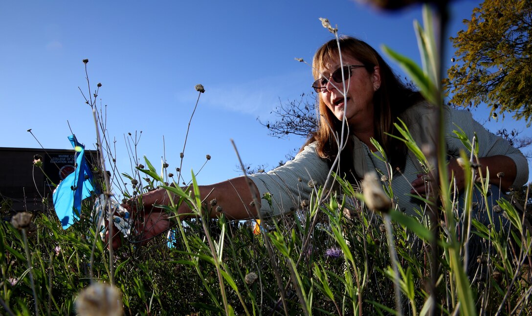 JoEllen Kassebaum, a botanist with the installation, works in the garden outside of the environmental office aboard Marine Corps Air Station Miramar, Calif., Jan. 29. Kassebaum helped see to the approval and development of the garden where she tends plants in differing micro climates. This allows her to see how plants interact with each other in certain settings while giving Marines, families and guests a chance to see and learn about these precious plants.
