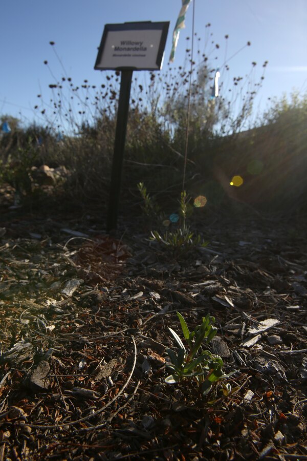 A new willowy monardella sprouts from the ground in the garden outside of the installation’s environmental office aboard Marine Corps Air Station Miramar, Calif., Jan. 29. This new sprouting plant shows hope for the endangered species aboard the air station. With proper care and room to grow, this plant can begin to truly repopulate.