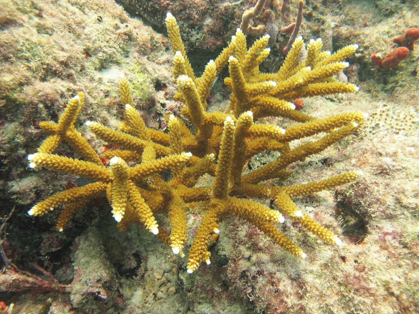 Healthy corals, like this one, were selected for relocation.
