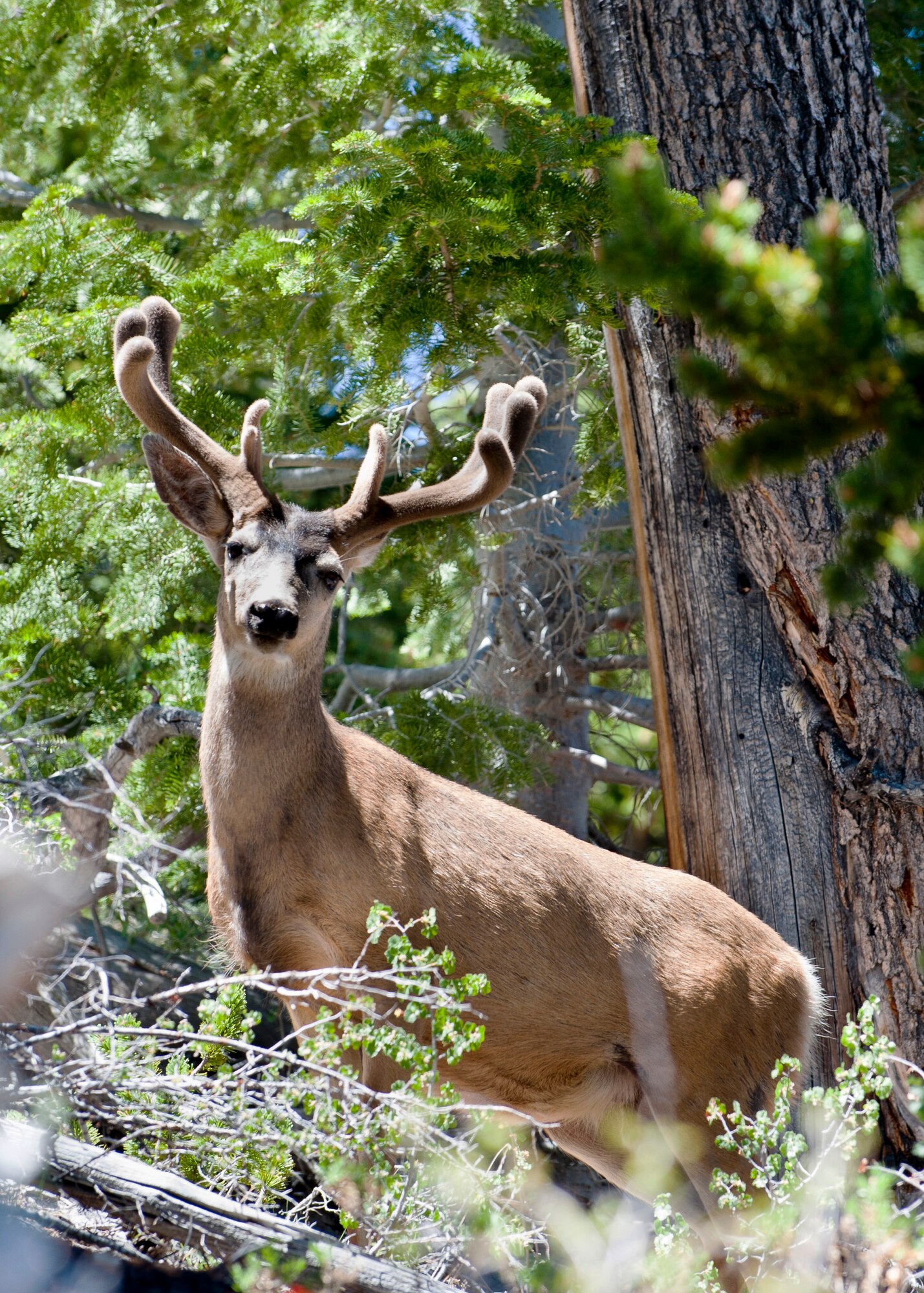 A male mule deer keeps a watchful eye near the North Loop trail on Mount Charleston, June 14, 2014, near Las Vegas, Nev. Always be cautious if you come across any wild animal while hiking, it is best to leave it alone and not approach it. They may perceive human advances as threats and will defend themselves if they feel threatened. (U.S. Air Force photo by Airman 1st Class Thomas Spangler)