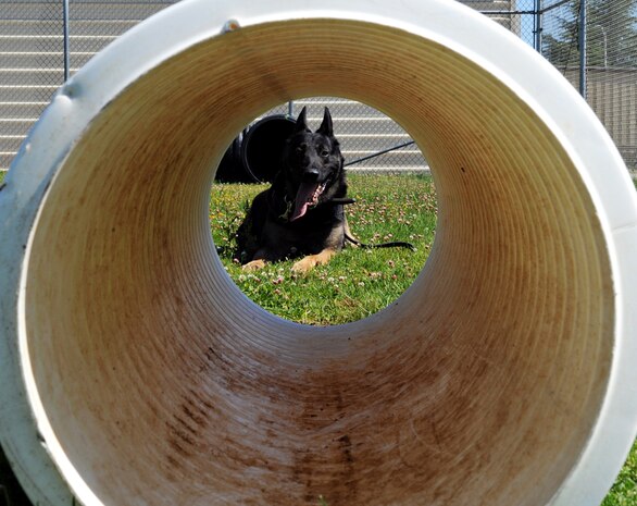 Dingo, 9th Security Forces Squadron military working dog, waits for a command from his handler before going through an obstacle June 17, 2014, at Beale Air Force Base, Calif. Military working dogs train on the obedience course daily for the handlers to evaluate the dogs’ response and health. (U.S. Air Force photo by Airman 1st Class Ramon A. Adelan/ released) 