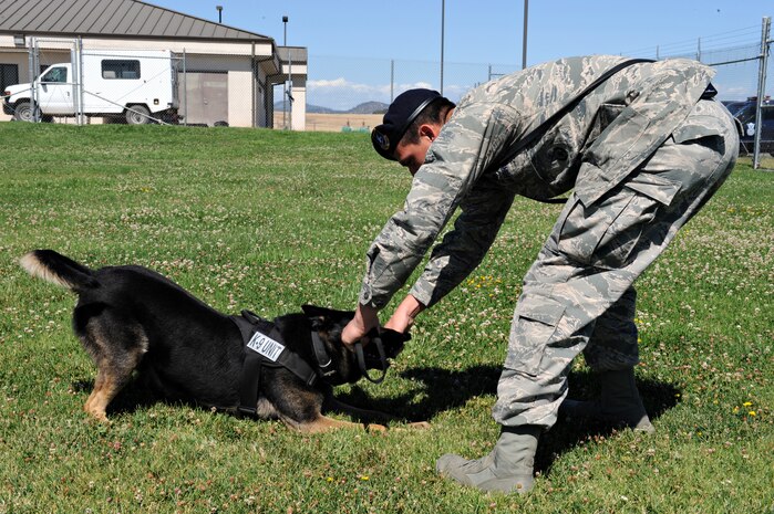 Staff Sgt. Nicholas Frustaci, 9th Security Forces Squadron military working dog handler, plays with Dingo after completing the obedience course June 17, 2014, at Beale Air Force Base, Calif. Military working dog handlers train with their dogs daily to prepare for deployment. (U.S. Air Force photo by Airman 1st Class Ramon A. Adelan/ released)