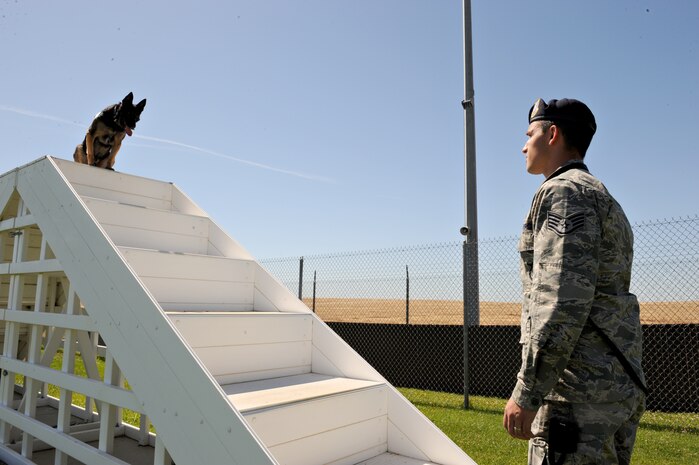Staff Sgt. Nicholas Frustaci, 9th Security Forces Squadron military working dog handler, commands Dingo to stop on an obstacle June 17, 2014, at Beale Air Force Base, Calif. Dingo and Frustaci have been paired together since September 2013. (U.S. Air Force photo by Airman 1st Class Ramon A. Adelan/ released)