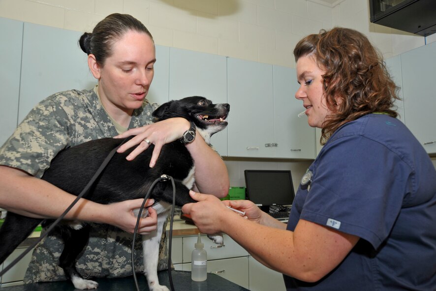 Public Health Command District-Fort Carson veterinary services personnel, Army Sgt. Kimberly Wilcox and Dr. Erin Hiskett, give Pumba, a Boston terrier-Pomeranian mix, a shot, July 2, 2014, at McConnell Air Force Base, Kan. The Army provides veterinary service to all U.S. Military branches and primarily cares for military working dogs. Veterinary services also provide healthcare certificates for animals traveling to domestic and international locations with their owners. (U.S. Air Force photo/Airman 1st Class John Linzmeier)