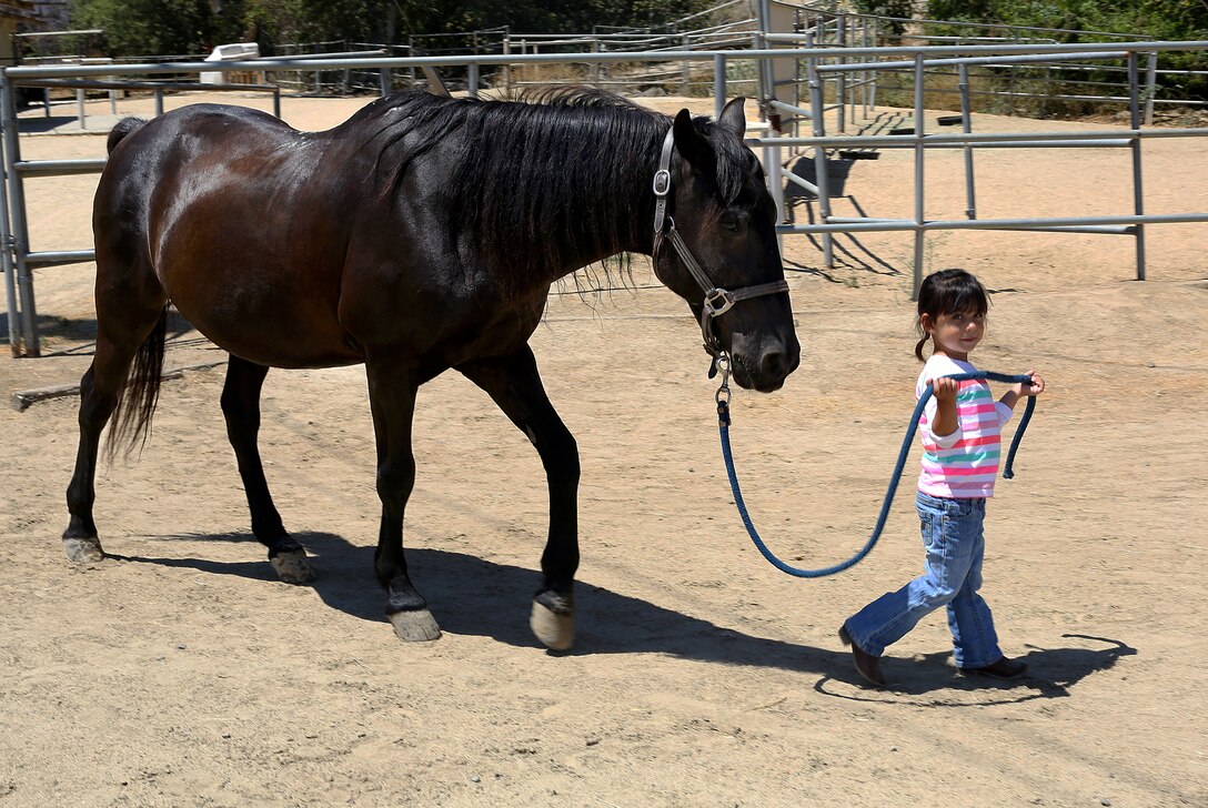 Abigail, 4, leads horse Apollo to the corral area to brush and saddle him before riding at Stepp Stables here July 2. Abigail has been taking lessons at Stepp Stables for approximately 7 months. 

Stepp offers boarding, trail rides, private and group lessons.  For more information visit http://www.mccscp.com/stables/