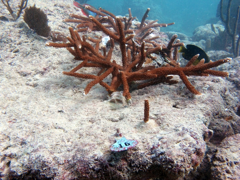 Acropora cervicornis (staghorn coral, an endangered species), relocated by CSA Ocean Sciences, Inc. scientific divers, seems to be adjusting. GPS coordinates will guide monitors directly to the relocation sites.