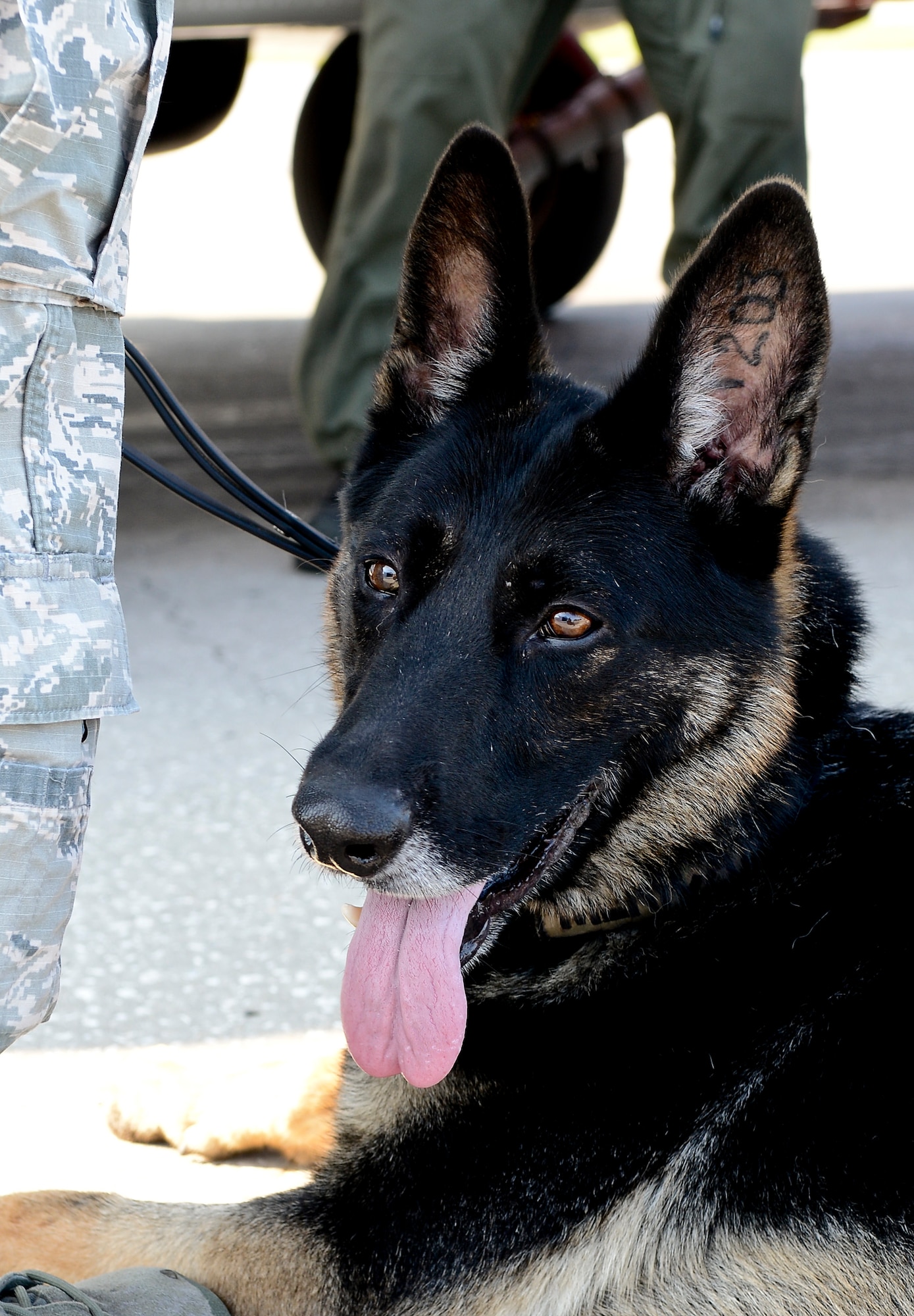 Alex, 6th Security Forces Squadron military working dog, lays next to his handler prior to a training helicopter ride with the U.S. Coast Guard Air Station in Clearwater, Fla., June 30, 2014. This type of training conditions a dog to the loud noise and high altitude prior to a deployment, which reassures the handler that they can depend on their partner to perform under hectic circumstances. (U.S. Air Force photo by Senior Airman Melanie Bulow-Gonterman/Released)