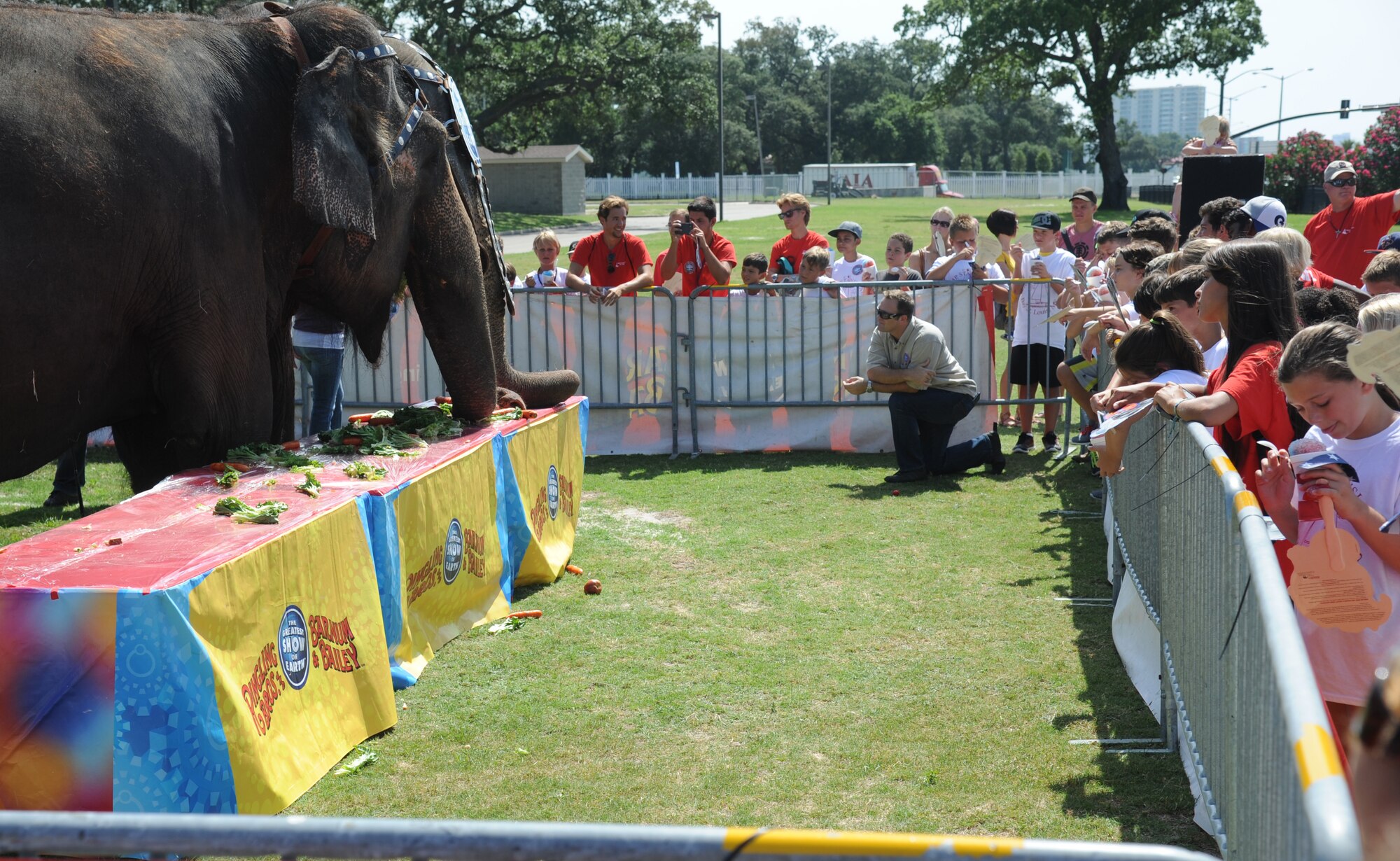 Elephants eat fruits and vegetables during “Pachyderm and Popsicles,” hosted by the Ringling Brothers Circus for Keesler deployed families July 3, 2014, at the Mississippi Coast Coliseum.  The Circus also joined with the Keesler Youth Center to present a banner decorated with Keesler kids’ hand prints and an elephant footprint to the Armed Forces Retirement Home July 2. (U.S. Air Force photo by Kemberly Groue)