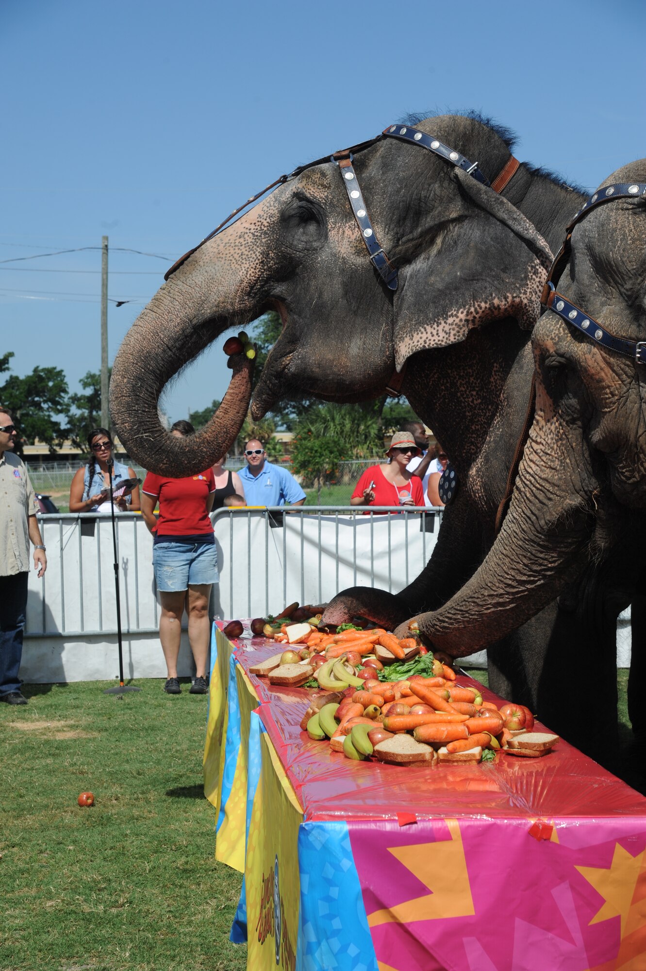 Elephants eat fruits and vegetables during “Pachyderm and Popsicles,” hosted by the Ringling Brothers Circus for Keesler deployed families July 3, 2014, at the Mississippi Coast Coliseum.  The Circus also joined with the Keesler Youth Center to present a banner decorated with Keesler kids’ hand prints and an elephant footprint to the Armed Forces Retirement Home July 2. (U.S. Air Force photo by Kemberly Groue)