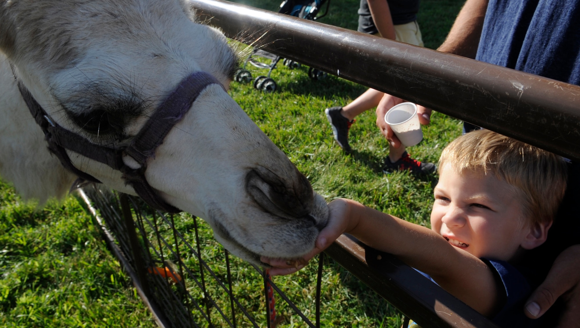 Evan, 3, feeds the camel at the petting zoo during the Independence Day Celebration at Whiteman Air Force Base, Mo., July 2, 2014. Children could feed and pet camels, zebras, goats, buffalo, alpaca, pigs and tortoises. Evan is the son of Senior Airman Logan Frazier, 509th Security Forces Squadron training instructor. (U.S. Air Force photo by Staff Sgt. Alexandra M. Boutte/Released)