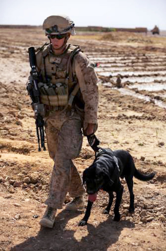 U.S. Marine Lance Cpl. Daniel Johnson and his military working dog, Cpl. Gauge, search for improvised explosive devices during a security patrol in Helmand province, Afghanistan, July 1, 2014. Johnson, a military working dog handler, and Gauge are assigned to Charlie Company, 1st Battalion, 2nd Marine Regiment. 
