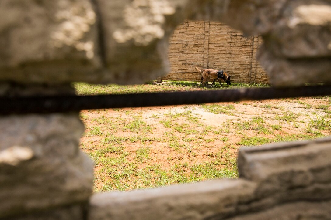 Amber, a miltary working dog, searches along a wall during improvised explosive device detection training July 2 in the Central Training Area. Amber was tasked with patrolling off-leash to locate odors typically associated with explosive material for her handler. Amber is a specialized search dog with 3rd Law Enforcement Battalion, III Marine Expeditionary Force Headquarters Group, III MEF.