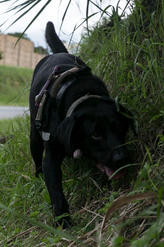 Cutter, a military working dog, patrols along the side of a road July 2 in the Central Training Area. The MWD was taking part in improvised explosive device detection training, in which he and his handler patrolled through areas with odors typically associated with IEDs. The goal was to discover all indicators throughout the lane. Cutter is a specialized search dog with 3rd Law Enforcement Battalion, III Marine Expeditionary Force Headquarters Group, III MEF.