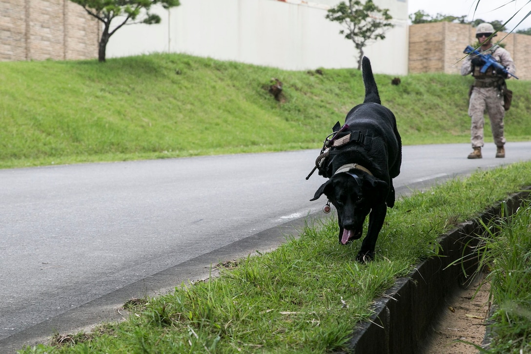 Cutter, a military working dog, sniffs for mock explosives along a road while his handler, Cpl. Justin B. Trujillo, directs him July 2, 2014 in the Central Training Area. MWDs and their handlers executed improvised explosive device detection training, where the dog teams patrolled through areas with odors typically associated with IEDs. The goal in the training was to make it through the lane without missing any of the indicators. Trujillo is a Los Alamos, New Mexico, native and military working dog handler with 3rd Law Enforcement Battalion, III Marine Expeditionary Force Headquarters Group, III MEF. Cutter is a specialized search dog with the battalion.