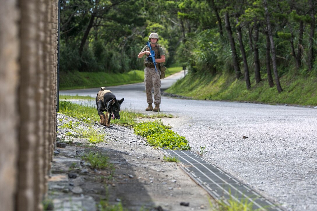 Cpl. Dusten R. Bradburn, right, directs his military working dog, Falco, July 2 in the Central Training Area. MWDs and their handlers executed improvised explosive device detection training, in which the dog teams patrolled through areas with odors typically associated with IEDs. The goal of the training was to identify all indicators in the lane. Bradburn is a Springfield, Colorado, native and military working dog handler with 3rd Law Enforcement Battalion, III Marine Expeditionary Force Headquarters Group, III MEF. Falco is a patrol explosive detection dog with the battalion.