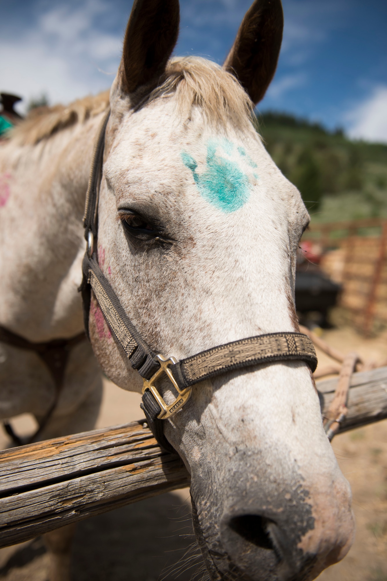 A horse named Casper rests after a long day of travel at Silver Springs, Idaho, July 10, 2014. Every Airman had the opportunity to ride a horse on the trails through the ghost town of Silver Springs. (U.S. Air Force photo by Airman 1st Class Malissa Lott/RELEASED) 