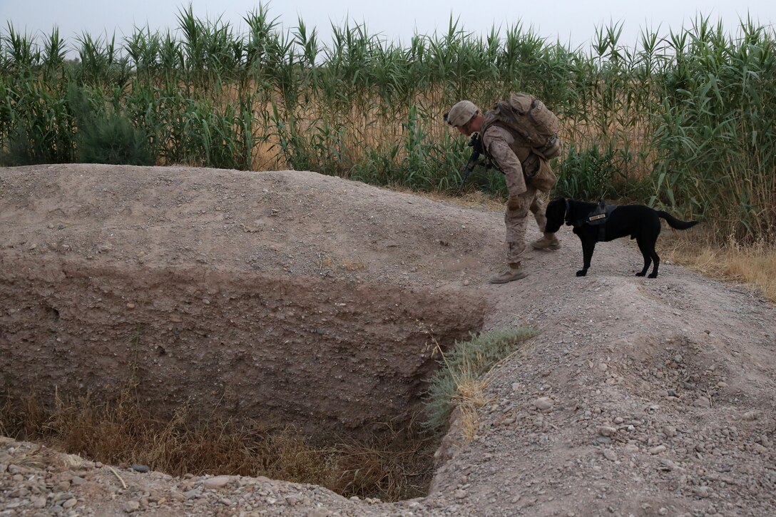 Lance Corporal Daniel Buzalsky, improvised explosive device detection dog handler, Bravo Company, 1st Battalion, 7th Marine Regiment, inspects an empty well with his IED detection dog, Macon, during a mission in Helmand province, Afghanistan, July 4, 2014. Buzalsky, a native of Vancouver, Wash., and the company operated in Gereshk for three days and were involved in numerous kinetic engagements with Taliban insurgents.
(U.S. Marine Corps photo by Cpl. Joseph Scanlan / released)
