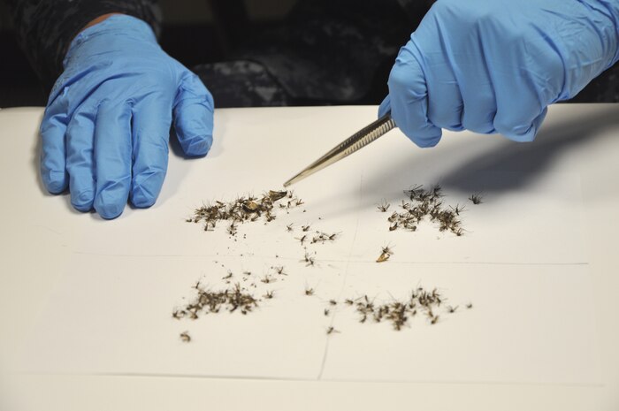 Naval Health Clinic Charleston preventive medicine technicians send a collective sample of 20-40 mosquito specimens from five surveillance traps to an Air Force Entomologist at Wright –Patterson Air Force Base, on a weekly basis during mosquito season to develop a baseline mosquito population for Joint Base Charleston - Weapons Station, S.C. NHCC preventative medicine technicians provide surveillance for five areas throughout the Weapons Station, setting up CDC light traps that lure and capture mosquitos so they can be counted, deciphered according to species and sex, and sent to labs to be tested. (U.S. Navy photo/Kris Patterson)
