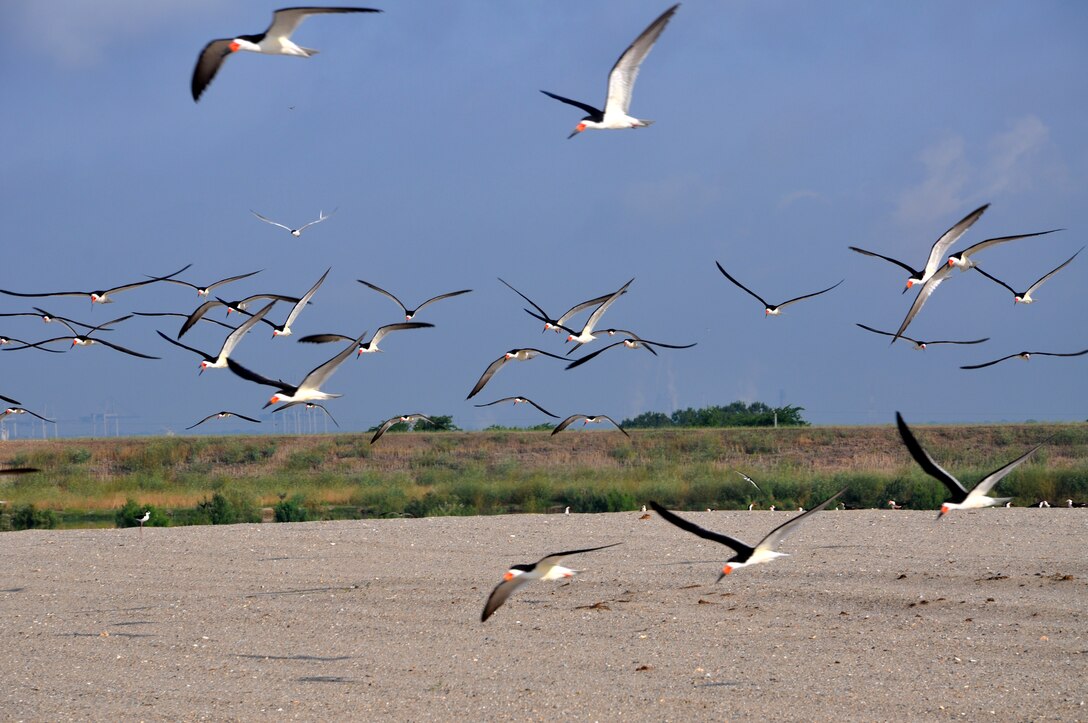 Black skimmers fly above a newly-constructed bird island at the Savannah Harbor Dredged Material Containment Area 12A, May 30, 2014. 