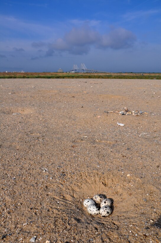 This black skimmer nest is one of several hundred bird nests spotted so far this nesting season at the new 12A bird island. 