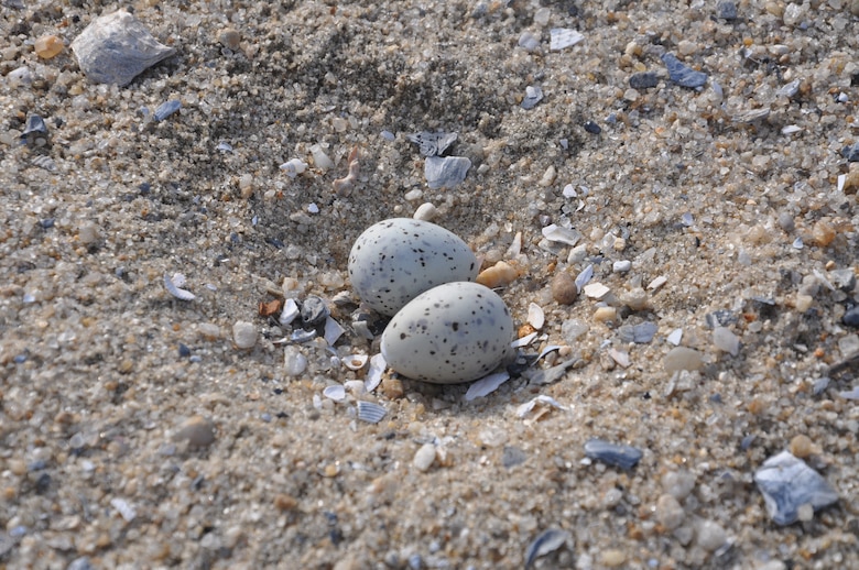 Corps biologists spotted several least tern nests like the one pictured here at the new 12A bird island. The least tern is listed as a "threatened species" in South Carolina. 