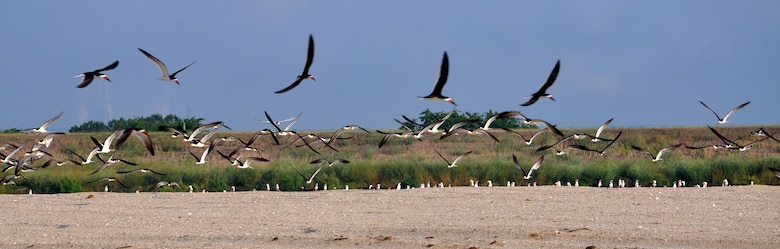 Black skimmers fly above a newly-constructed bird island at the Savannah Harbor Dredged Material Containment Area 12A, May 30, 2014. 