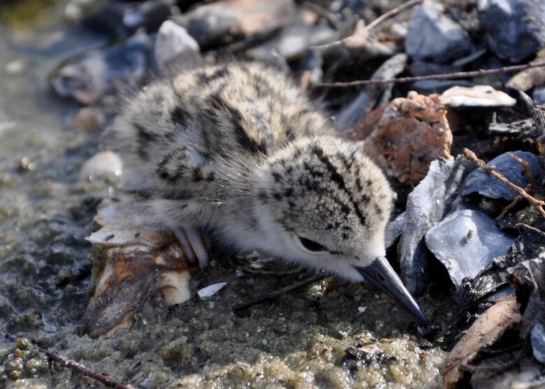 This black-necked stilt hatchling is one of many spotted this nesting season at the Savannah Harbor Dredged Material Containment Area 12A bird island, May 30, 2014. 