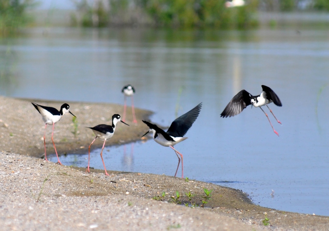 Black-necked stilts gather near the water's edge at the newly-constructed bird island, located at the Savannah Harbor Dredged Material Containment Area 12A, May 30, 2014. 