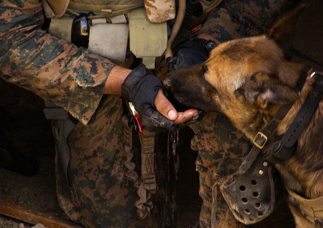 MARINE CORPS TRAINING AREA BELLOWS, Hawaii – A military working dog drinks water from the hand of its U.S. Marine handler during a special forces operations (SOF) integration at Marine Corps Training Area Bellows, July 10. The exercise utilized the combat skills and capabilities of Marine Special Operations Team 8133, Republic of Korea SEALS and Peru Special Forces to take down and capture a high value target. SOF is part of the Marine Corps Advanced Warfighting Experiment and is designed to create a truly joint and combined arms force on the battlefield. Marine Special Operations Command, ROK SEALS and Peru Special Forces will continue to work together through the duration of the Rim of the Pacific (RIMPAC) 2014, the world’s largest international maritime exercise. (U.S. Marine Corps photo by Cpl. Matthew J. Bragg)