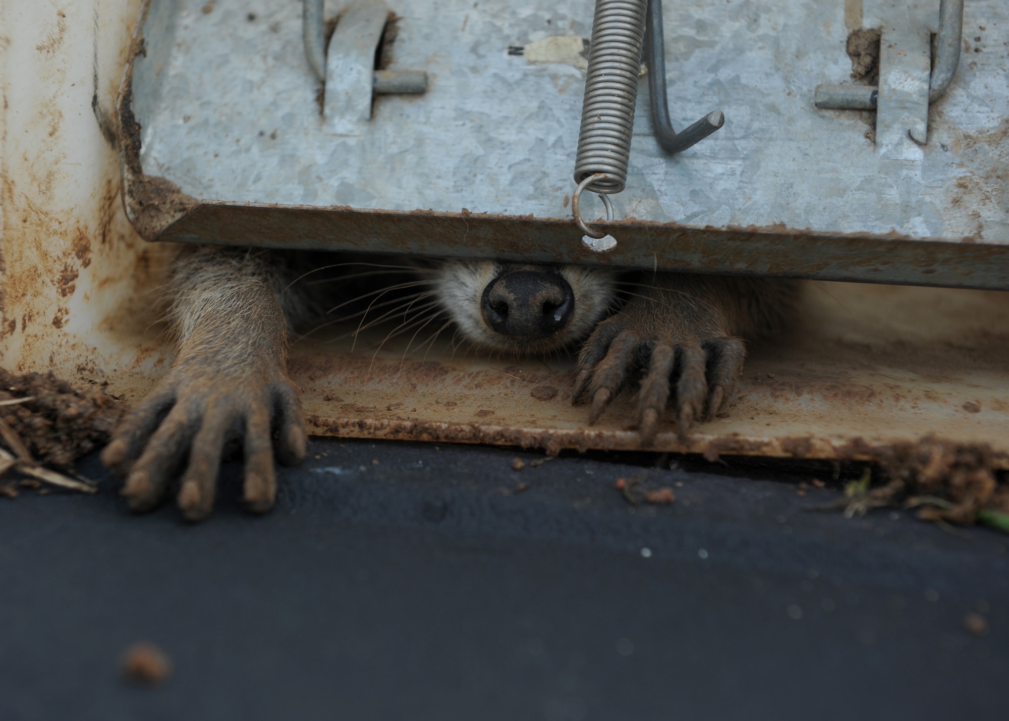 A raccoon trys to escape a live trap July 1, 2014, at Little Rock Air Force Base, Ark. Raccoons can cause damage to property and can also carry rabies. If they are healthy, they are released off base into a wildlife management area. (U.S. Air Force photo by Airman 1st Class Scott Poe)