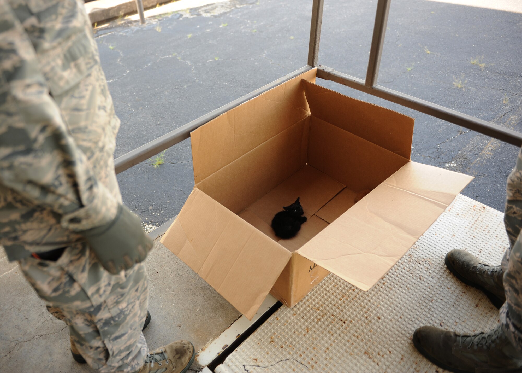 Airmen from the 19th Civil Engineer Squadron pest management flight, respond to a call involving kittens that were found by a dumpster June 24, 2014, at Little Rock Air Force Base, Ark. The kittens were adopted by an Airman shortly after being rescued. (U.S. Air Force photo by Airman 1st Class Scott Poe)   