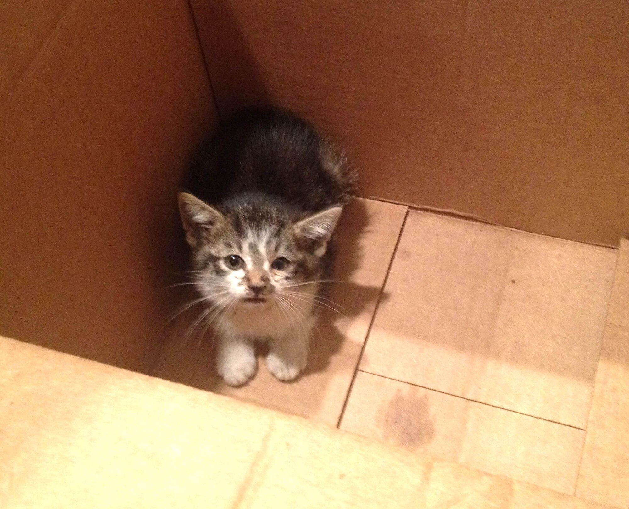 VANCE AIR FORCE BASE, Okla. -- Rudder, a 6-week-old kitten rescued by a 71st Security Forces Squadron bicycle patrolman and several student pilots, has a calm moment in the box that will take him to his new home with one of his rescuers, 2nd Lt. Billy McCarthy. (Courtesy photo)