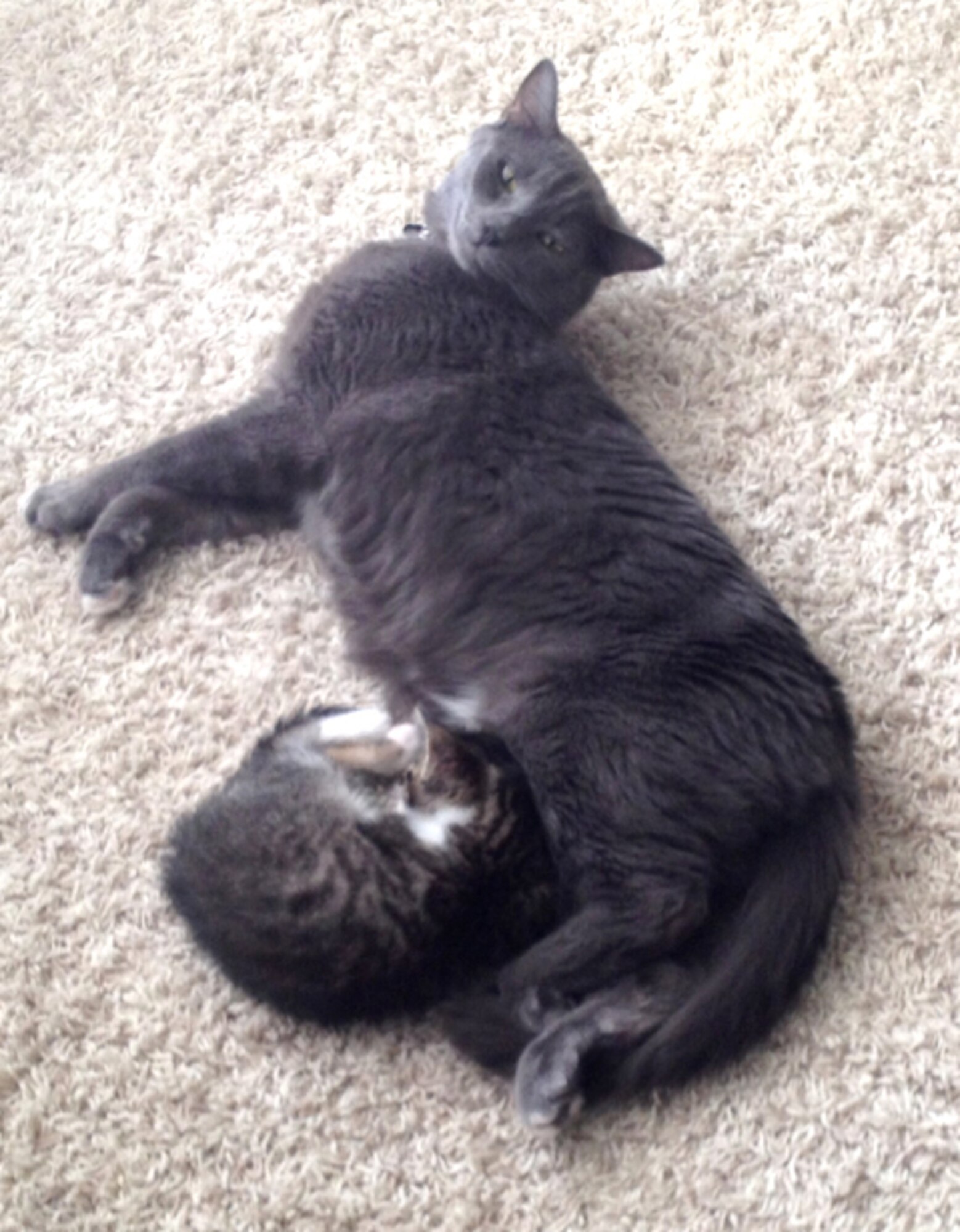 VANCE AIR FORCE BASE, Okla. -- Rudder, the rescued kitten, curls up with his new “big brother,” Jet. One of Rudder's rescuers, 2nd Lt. Billy McCarthy, decided to adopt the tabby kitten. McCarthy is a student pilot at Vance AFB. (Courtesy photo)