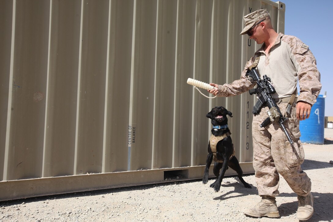 Cpl. Taylor Cross, a working-dog handler with 1st Battalion, 7th Marine Regiment, walks alongside his working dog, Vito, aboard Camp Leatherneck, Helmand province, Afghanistan, July 7, 2014. Vito, a 6-year-old purebred black lab, is trained to detect explosive material, both military and homemade. (U.S. Marine Corps photo by Cpl. Cody Haas/ Released)