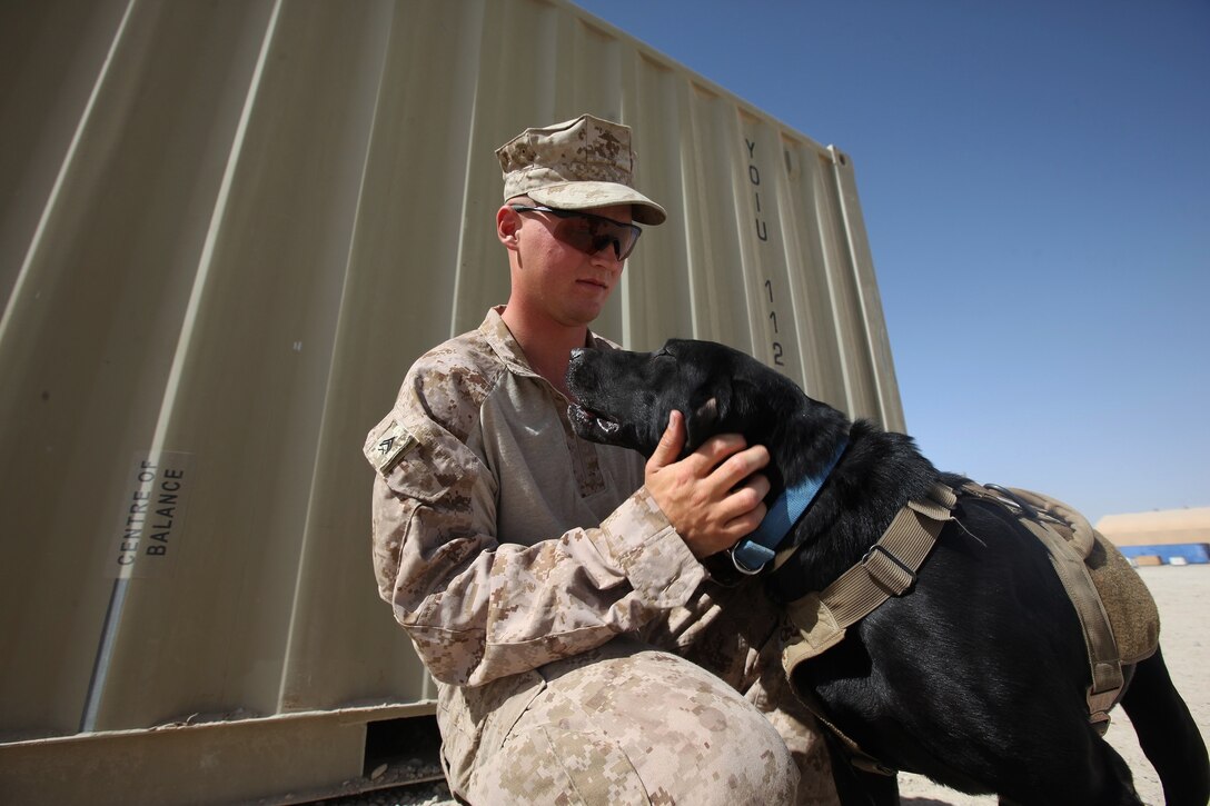 Cpl. Taylor Cross, a working-dog handler with 1st Battalion, 7th Marine Regiment, comforts his working dog, Vito, aboard Camp Leatherneck, Helmand province, Afghanistan, July 7, 2014. Vito, a 6-year-old purebred black lab, is trained to detect explosive material, both military and homemade. (U.S. Marine Corps photo by Cpl. Cody Haas/ Released)