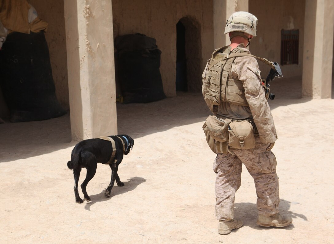 Cpl. Taylor Cross, a working-dog handler with 1st Battalion, 7th Marine Regiment, walks alongside his working dog, Vito, during a security patrol in Helmand province, Afghanistan, July 4, 2014. Vito, a 6-year-old purebred black lab, is trained to detect explosive material, both military and homemade. (U.S. Marine Corps photo by Cpl. Cody Haas/ Released)