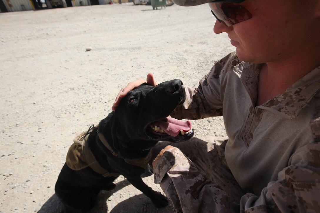 Cpl. Taylor Cross, a working-dog handler with 1st Battalion, 7th Marine Regiment, comforts his working dog, Vito, aboard Camp Leatherneck, Helmand province, Afghanistan, July 7, 2014. Vito, a 6-year-old purebred black lab, is trained to detect explosive material, both military and homemade. (U.S. Marine Corps photo by Cpl. Cody Haas/ Released)
