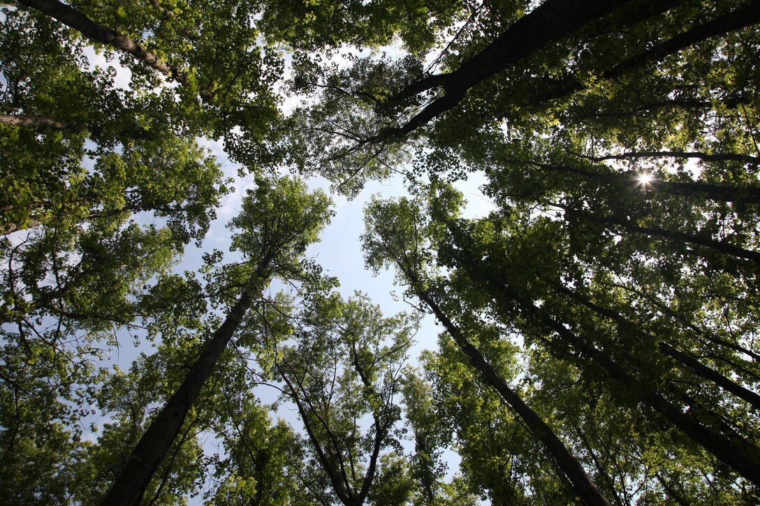 Trees, Savannah, Georgia