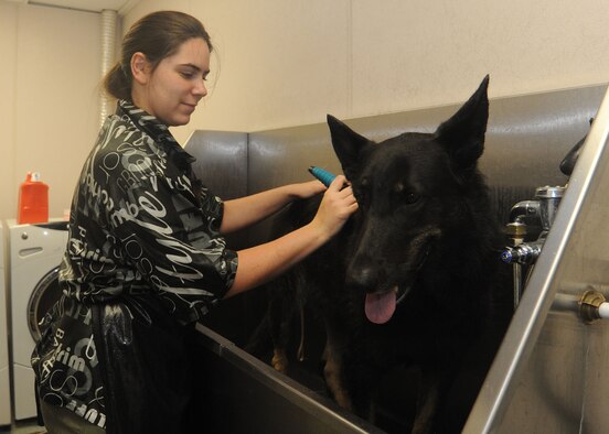 Brittani Gadway, 92nd Force Support Squadron animal caretaker, brushes and bathes Sophie, a client at Tanker Tails Kennel at Fairchild Air Force Base, Washington, July 18, 2014. Helping pets maintain proper hygiene helps to rid them of dead tissue and hair that could cause duress in summer heat. (U.S. Air Force photo by Airman 1st Class Sam Fogleman/Released)