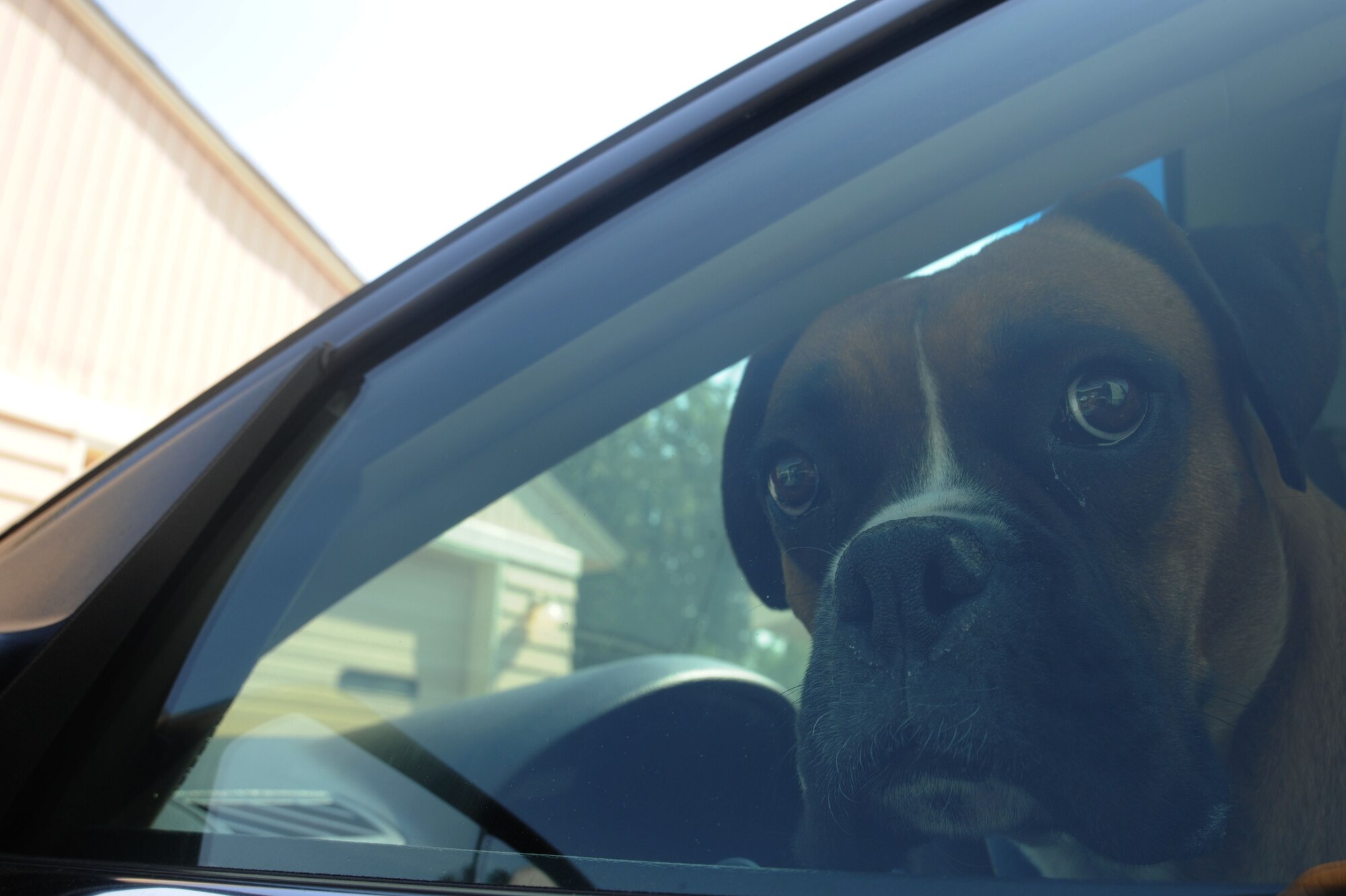 A dog sits inside an enclosed vehicle at Fairchild Air Force Base, Washington, July 21, 2014. Keeping pets trapped in such a way can prove fatal in the summer heat.(U.S. Air Force photo by Airman 1st Class Sam Fogleman/Released)