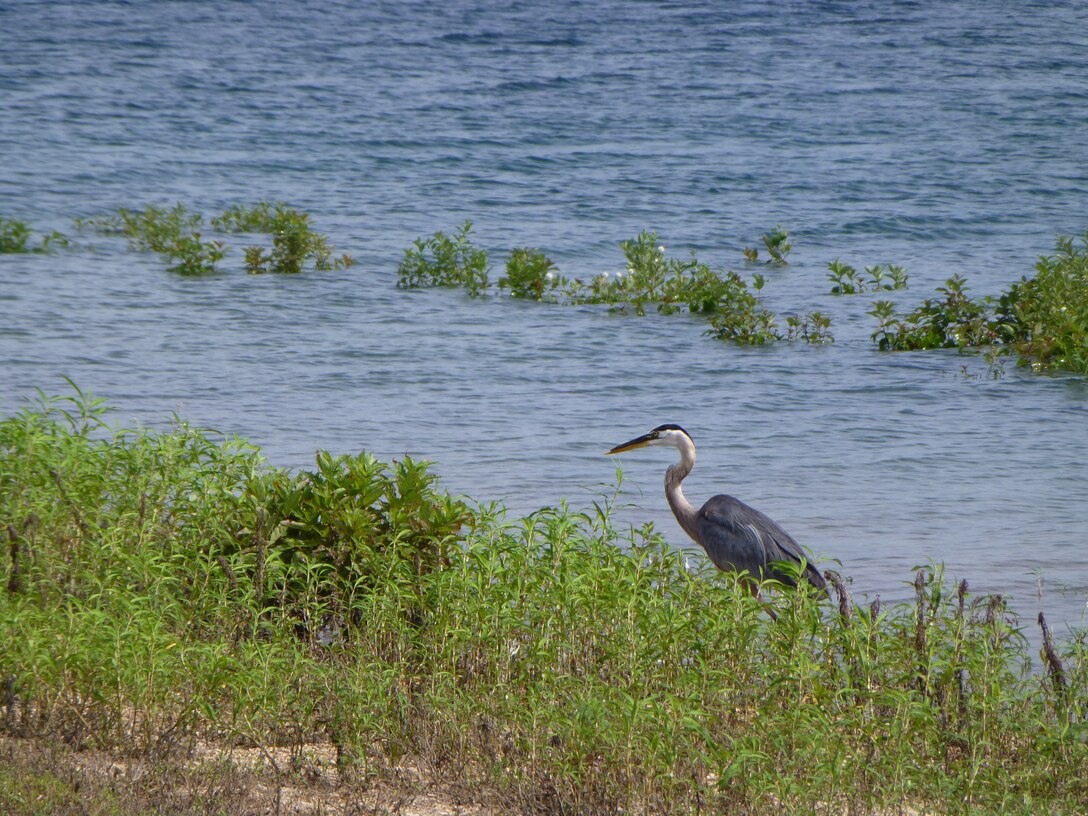 A Great Blue Heron stalks its prey at Highway 125 Park on Bull Shoals Lake. 