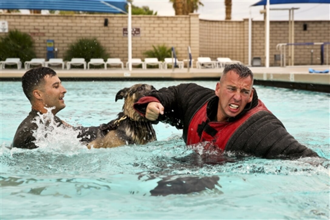 Colli, a military working dog, maintains a bite after Marine Corps Cpl. Paul Kelley, a working dog handler, jumps into the pool during an aquatics aggression class at the training tank on Marine Crops Air Ground Combat Center, Twentynine Palms, Calif., July 14, 2014. 