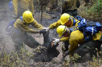 Guard members with the 1-303rd Cavalry Regiment remove a tree stump while clearing an area recently affected by the Chiwaukum Complex wildfires near Leavenworth, Wash., July 23, 2014. Guardsmen must remove large stumps like this one to ensure there are no remaining embers beneath that could reignite fires.