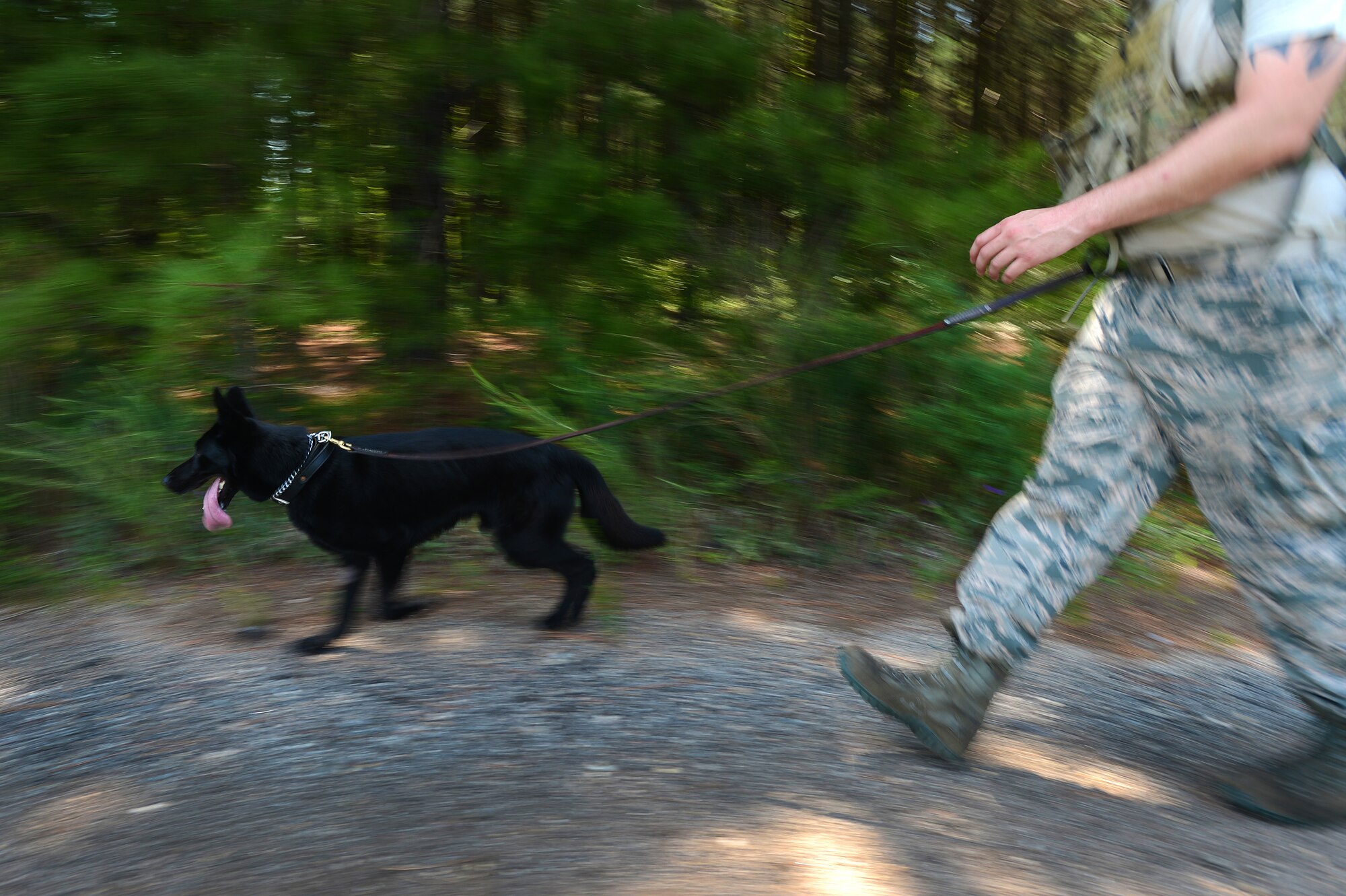 Cigan, a 20th Security Forces Squadron K-9, runs ahead of his handler, U.S. Air Force Senior Airman Justin Deese, 20th SFS military working dog handler, during a training exercise at Shaw Air Force Base, S.C., July 24, 2014. The two, who have been a team for more than two months, walked more than five miles to help strengthen the bond between K-9 and handler. (U.S. Air Force photo by Airman 1st Class Jensen Stidham/Released)