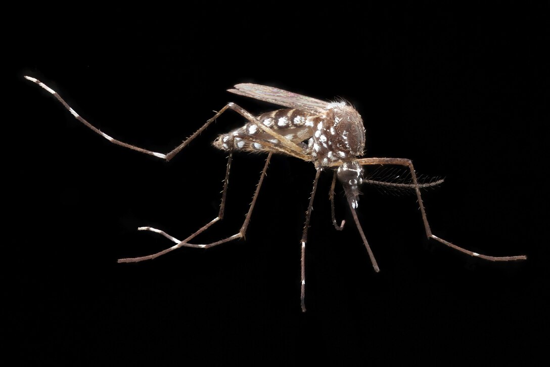 Chikungunya is spread by two species of mosquitoes that are commonly found in the United States, according to entomologists at the U.S. Army Public Health Command. The Aedes aegypti is one mosquito species that can spread the chikungunya virus. (U.S. Army Public Health Command photo)