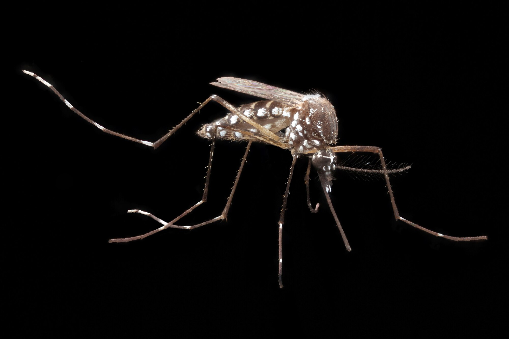 Chikungunya is spread by two species of mosquitoes that are commonly found in the United States, according to entomologists at the U.S. Army Public Health Command. The Aedes aegypti is one mosquito species that can spread the chikungunya virus. (U.S. Army Public Health Command photo)