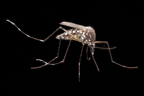 Chikungunya is spread by two species of mosquitoes that are commonly found in the United States, according to entomologists at the U.S. Army Public Health Command. The Aedes aegypti is one mosquito species that can spread the chikungunya virus. (U.S. Army Public Health Command photo)