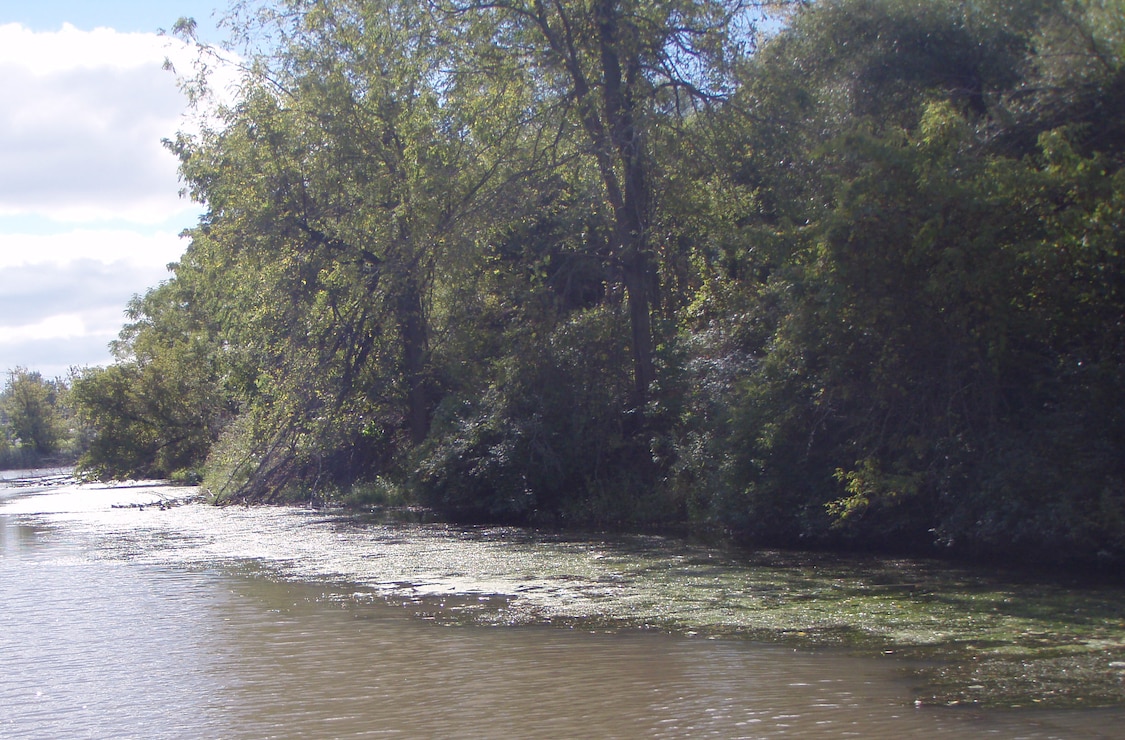 Dense hydrilla beds formed along the banks of the Erie Canal, pictured in September 2013. Biologists are concerned about hydrilla spreading to multiple water bodies throughout New York and into the Great Lakes. 
