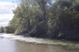 Dense hydrilla beds formed along the banks of the Erie Canal, pictured in September 2013. Biologists are concerned about hydrilla spreading to multiple water bodies throughout New York and into the Great Lakes. 